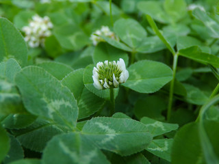 Photo of flowering clover macro photography of plants in nature. Green clover texture background with white flowers. Image of a flowering clover in a field.