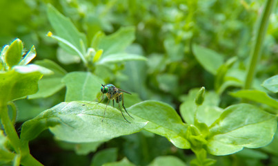 Unusual green fly with long legs close-up. Common green scavenger.