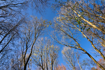 Baumwipfel im Herbst II