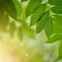 green tree leaves textured and sunlight in the nature, green background