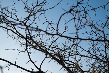Spiky tree branches against the blue sky. Prickly tree. Tree with thorny branches without leaves.