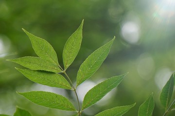 green tree leaves textured and sunlight in the nature, green background