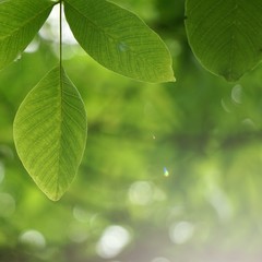 green tree leaves textured and sunlight in the nature, green background