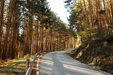 Bosque de pinos y carretera.