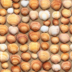 Seamless texture of seashells on sand.  Marina di Pisa. Italy.