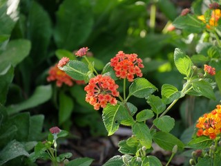 Clusters of colorful buttonsage flowers at a park