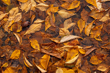 Autumn Leaves Background. Colorful autumn