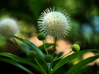 Buttonbush balls at a park, with soft background