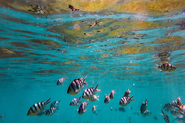 Unterwasser Fische Fischschwarm mit Sonne