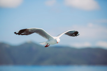 M&ouml;ve fliegt am blauen Himmel &uuml;ber das Meer