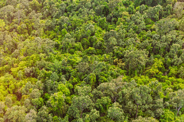 Wald von oben, Urwald in Australien