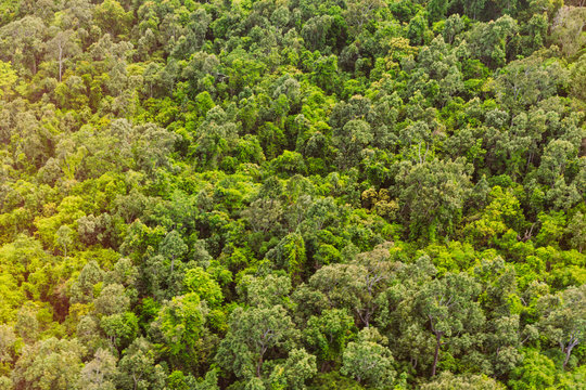 Wald von oben, Urwald in Australien © LinaLoos