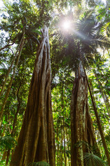 Urwald Australien Wald Tropen