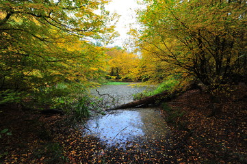 Fototapeta na wymiar Autumn Fall in Epping Forest 