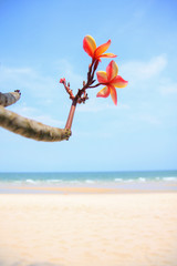 plumeria flower on the beach