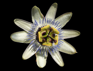  An endemic macro view of a white flower against natural black background.
