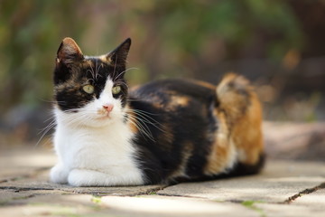 Naklejka na ściany i meble Tricolor kitty lies on the stone floor outdoor, domestic animals relax, maneki neko cat
