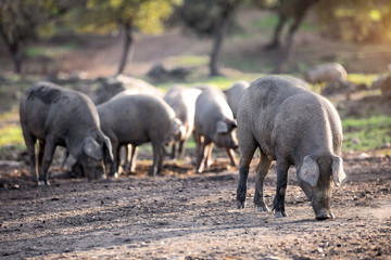 iberian pigs eating in the countryside freely
