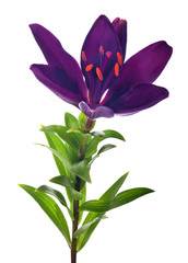 dark violet lily bloom and bud on stem