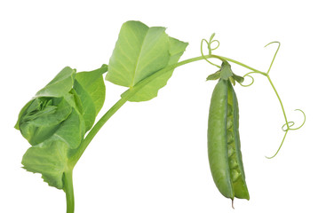 pea stem with green open pod and leaves