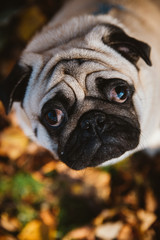 Cute pug portrait on the background of autumn foliage in the park