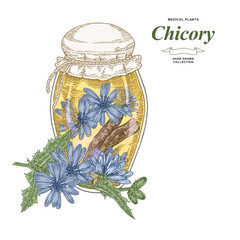 Chicory flowers and roots in glass jar isolated on white background. Medical plants hand drawn. Vector illustration. Colorful engraved style.