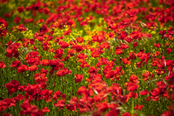 Spring in Tuscany rolling fields in Pienza Firenze Siena Italy 