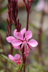 pink gaura flower in garden