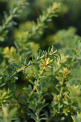 Tasmanian podocarp Blue Gem in the garden
