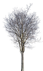 isolated on white dense maple bare tree