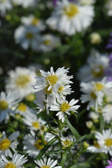 Michelmas daisy Starletta in the garden