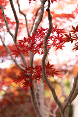 紅葉