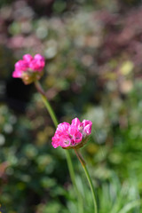 Sea thrift pink flowers in the garden