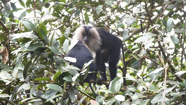 The lion-tailed macaque (Macaca silenus), or the wanderoo.