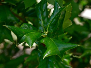 Close up of green leaves, with bokeh in the background