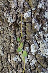 ivy or hedera climbing up the trunk of an oak