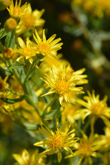 Sticky aster yellow flowers in garden