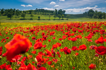 Obraz premium Wiosna w Toskanii toczące się pola w Pienza Firenze Siena we Włoszech