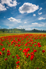 Obraz premium Wiosna w Toskanii toczące się pola w Pienza Firenze Siena we Włoszech