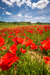 Spring in Tuscany rolling fields in Pienza Firenze Siena Italy 