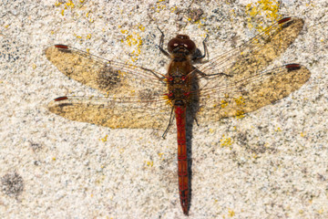 Red dragonfly perched on a stone in germany