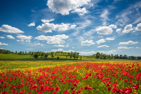 Spring in Tuscany rolling fields in Pienza Firenze Siena Italy 