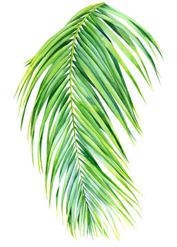 green palm leaf on an isolated white background, watercolor illustration, jungle clipart