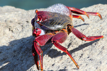rote_Klippenkrabbe