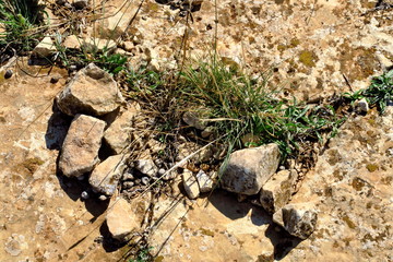 Cailloux et herbes desséchées