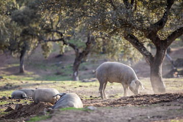 iberian pigs eating in the countryside freely