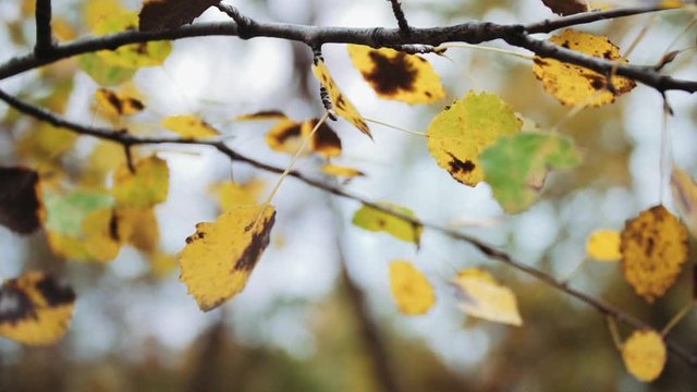 yellow alder leaves swing in the wind