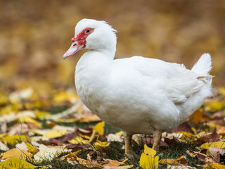 Domestic Muscovy Duck, Cairina moschata