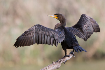 Double-crested Cormorant drying its wings