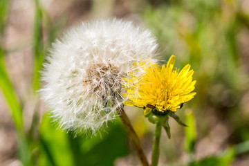 Common Dandelion (Taraxacum officinale)